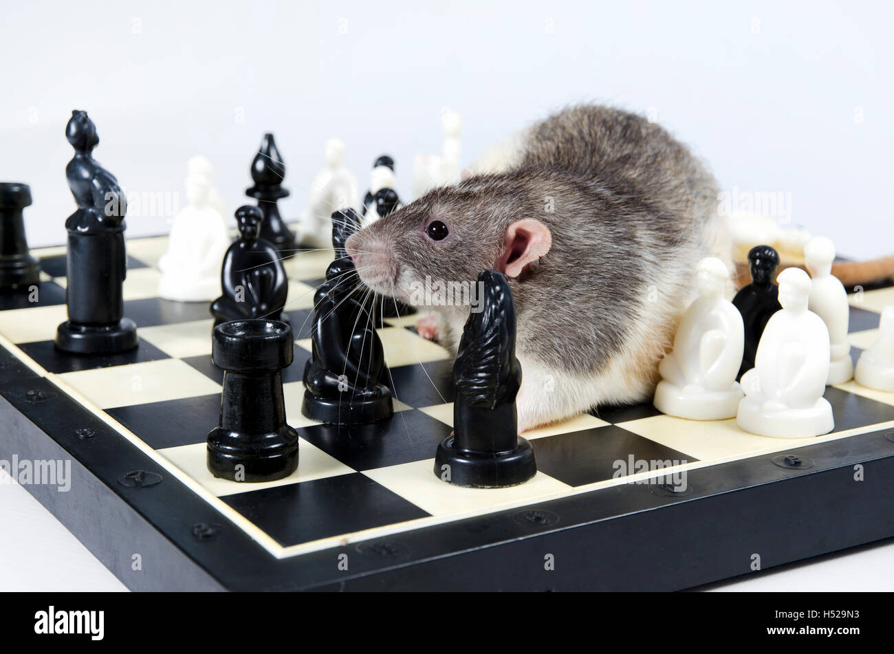 Intelligent and funny pets decorative rat play chess Stock Photo - Alamy
