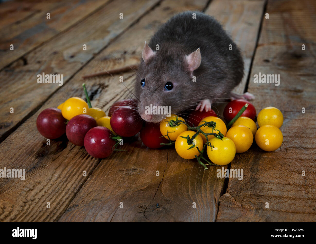 Крыса и виноград. Виноградная крыса. Можно ли крысам давать виноград. Можно крысам киви. Фруктовая крыса.