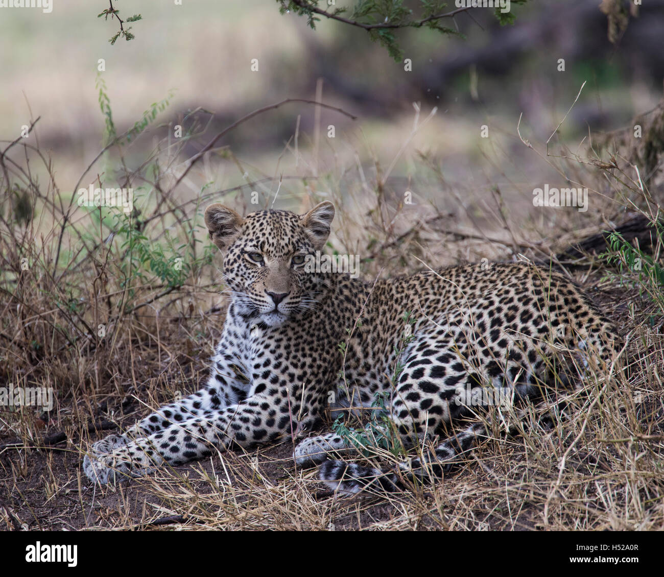 R Leopard Leopard sitting on the ground in the northern Serengeti, Africa Stock ...