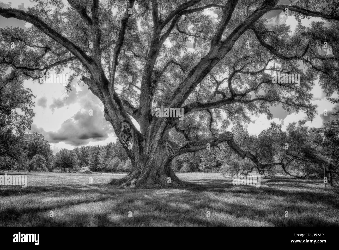 The Cellon Oak Park near Gainesville, Florida, contains the Florida State Champion Live Oak.  It is an Alachua County Park. Stock Photo