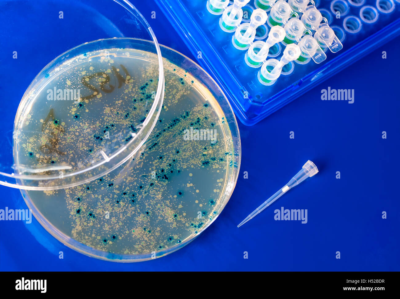 Fungi Microbiology Bacteria Stock Photos & Fungi Microbiology