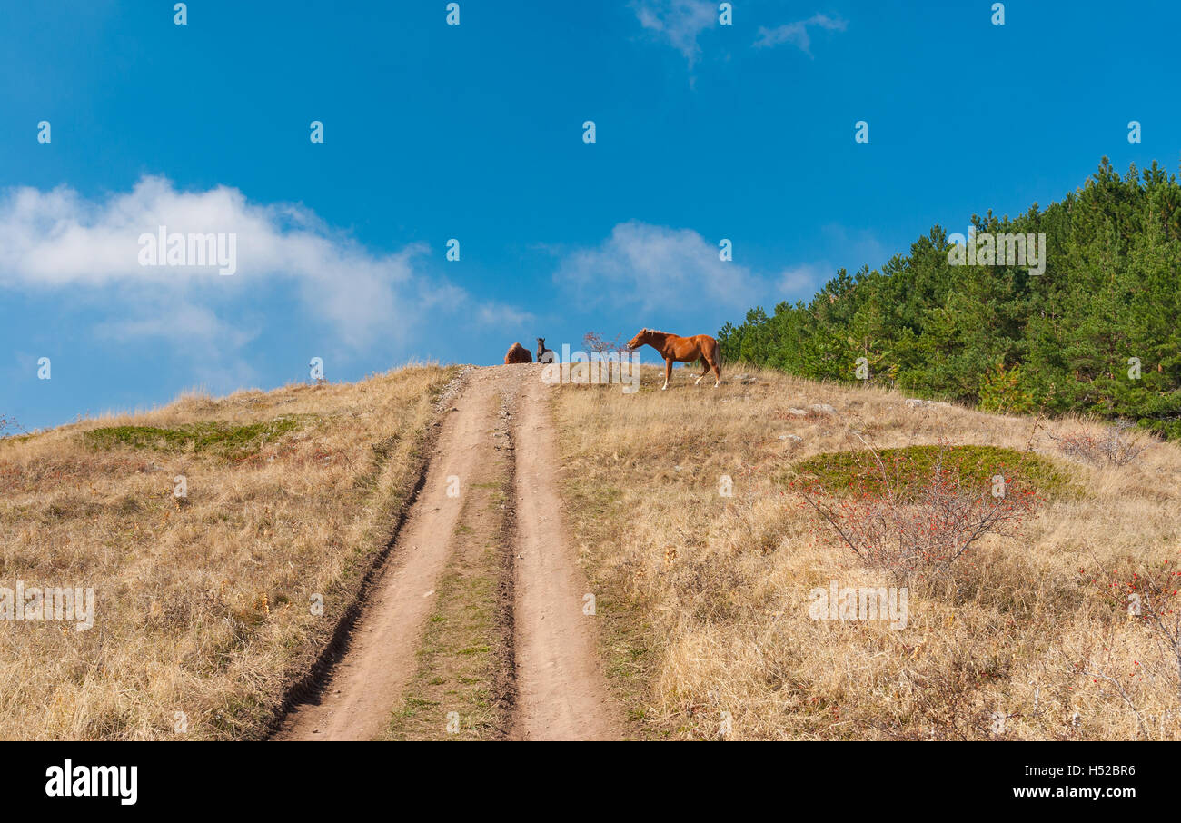 Autumnal landscape with earth road and tatar horses on a mountain pasture Demerdzhi, Crimean peninsula Stock Photo