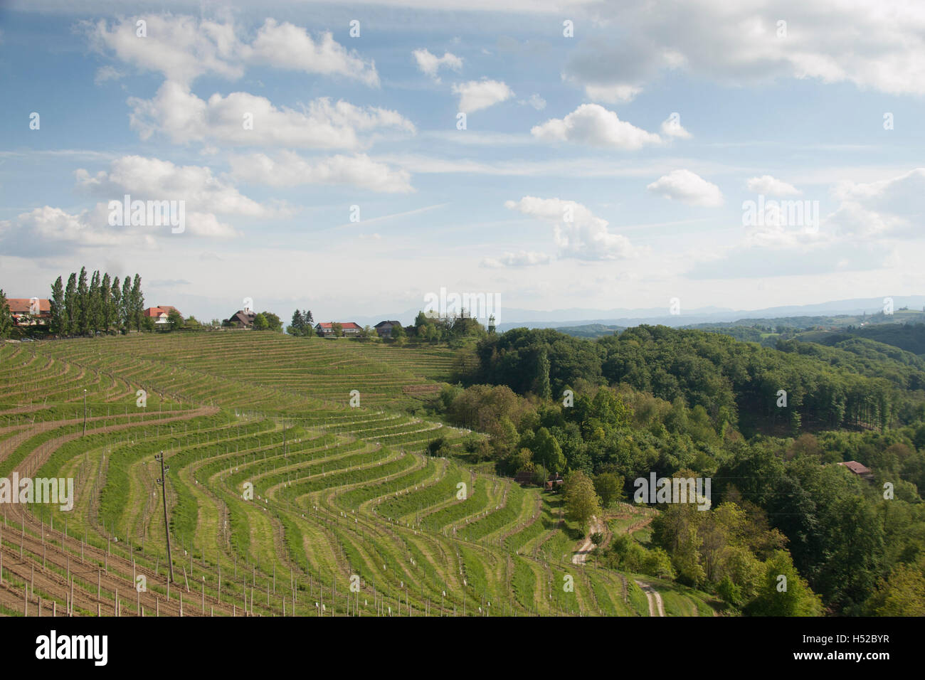 Slovenske Gorice Landscape. View over traditional vineyard scene in the ...