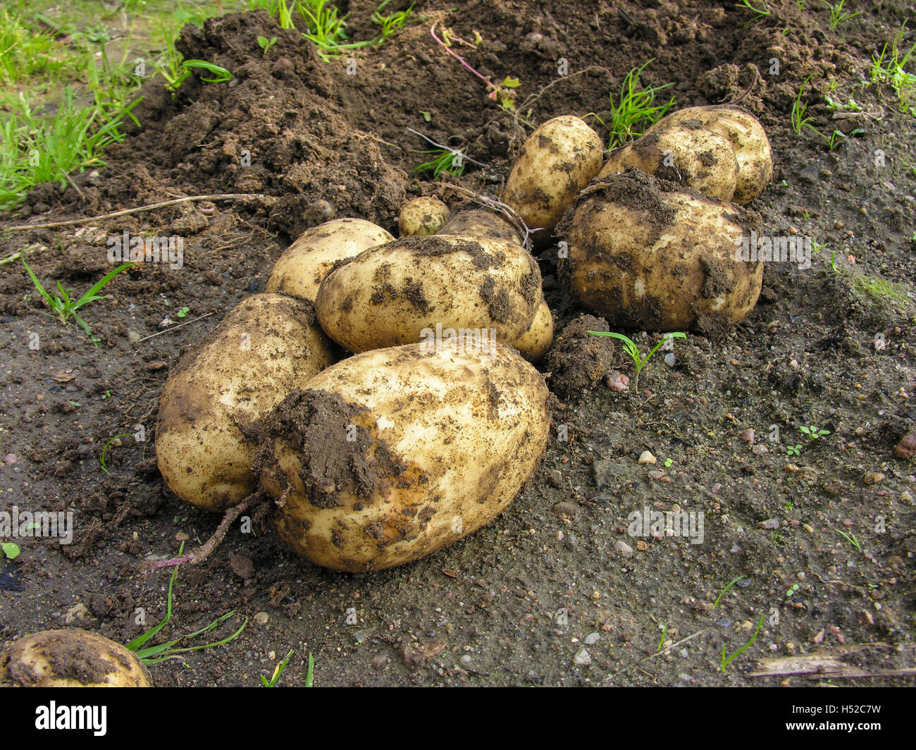 Just potatoes dug from the ground Stock Photo Alamy