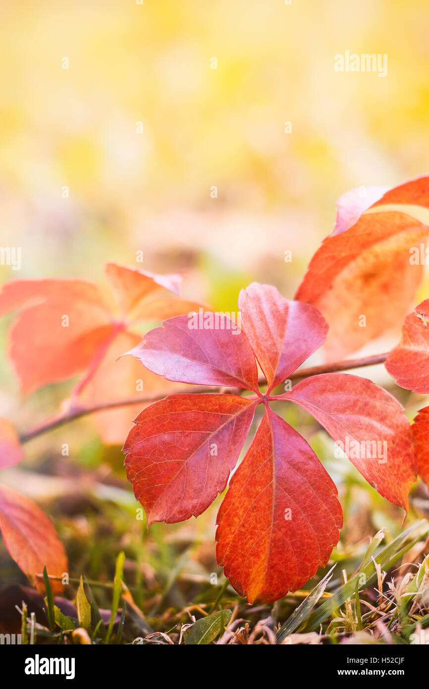 Red leaves in grass. Blurry background with plenty of copy space. Concept image for fall season (autumn) Stock Photo