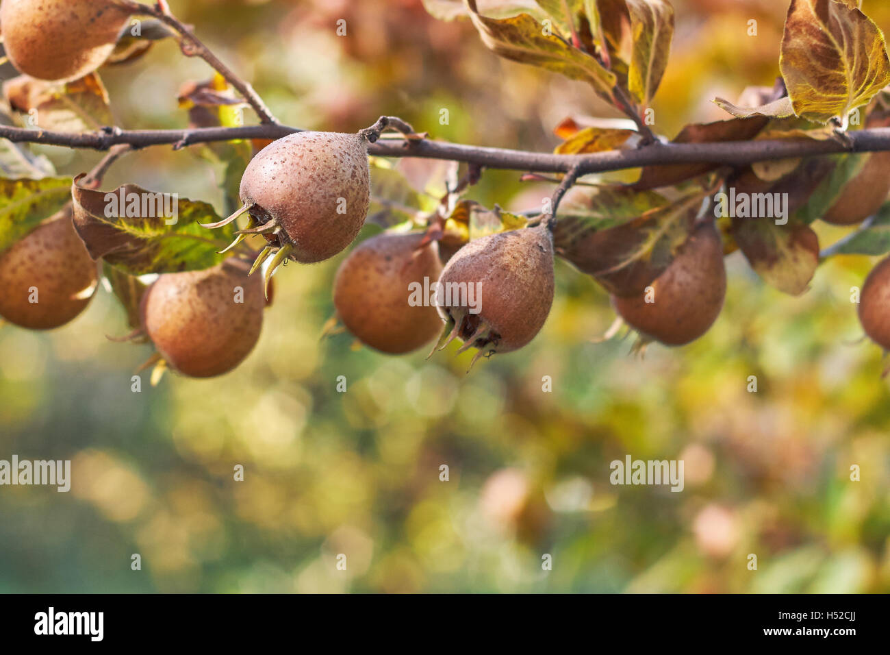 Common medlar fruit growing on tree. Copy space Stock Photo
