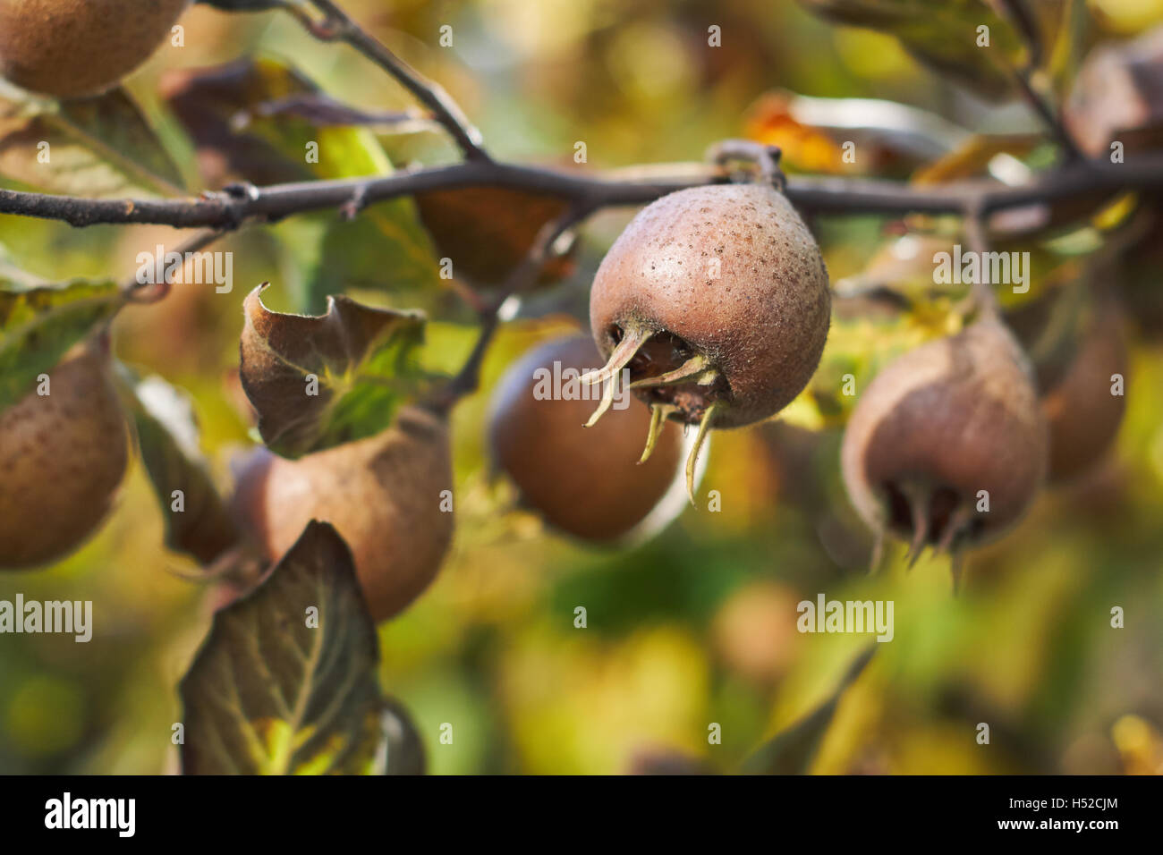 Closeup of common medlar fruit growing on tree Stock Photo