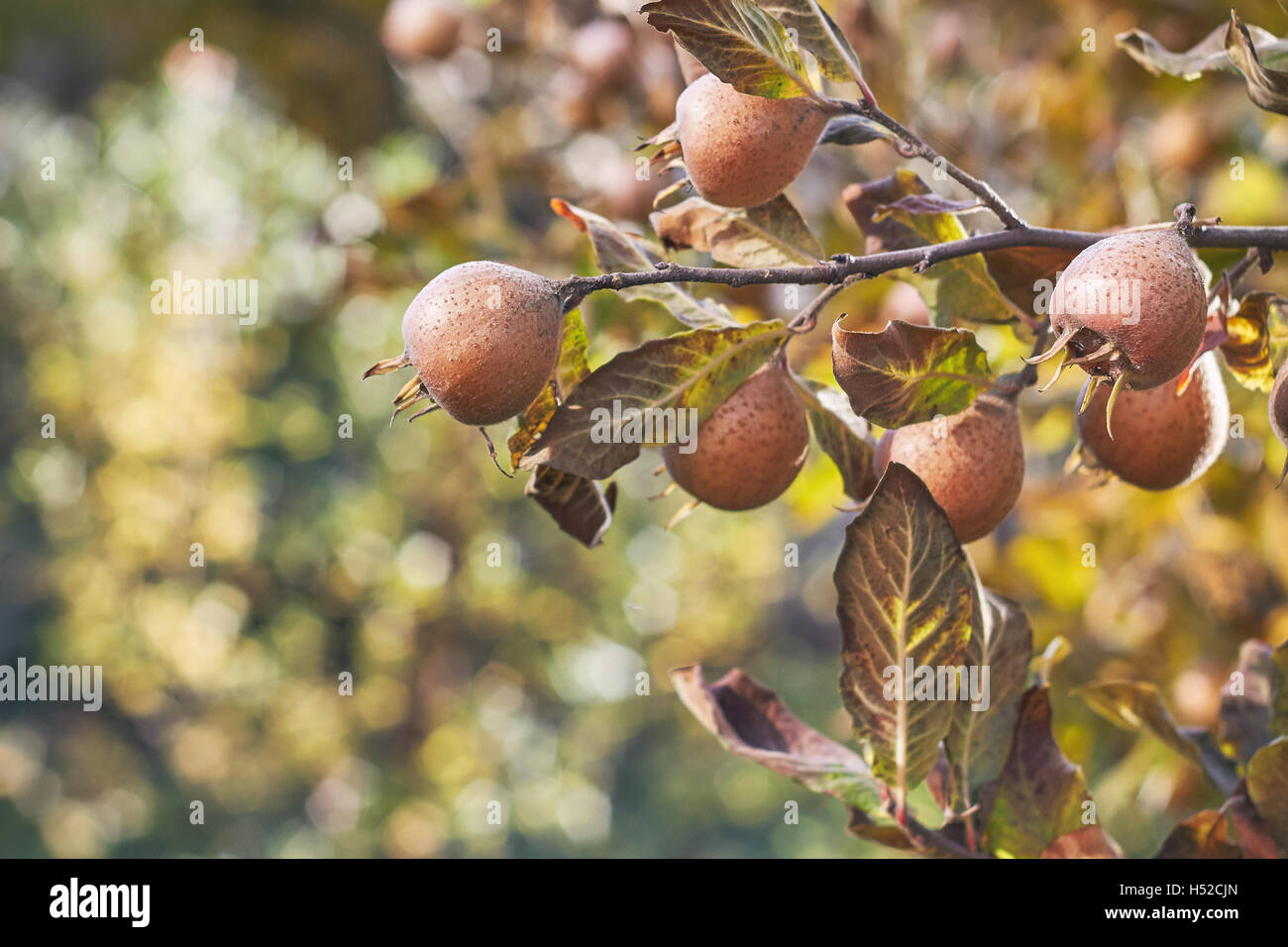 Common medlar fruit growing on tree. Copy space Stock Photo