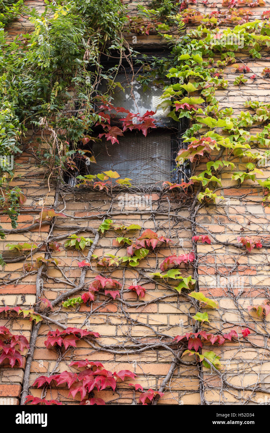 Ivy in Fall, USA Stock Photo Alamy