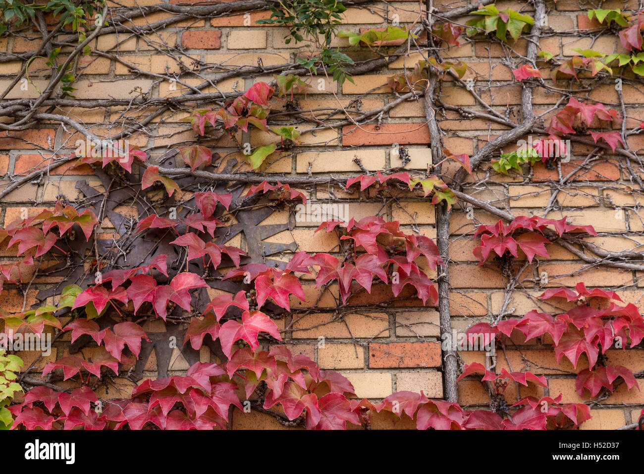 Ivy in Fall, USA Stock Photo Alamy