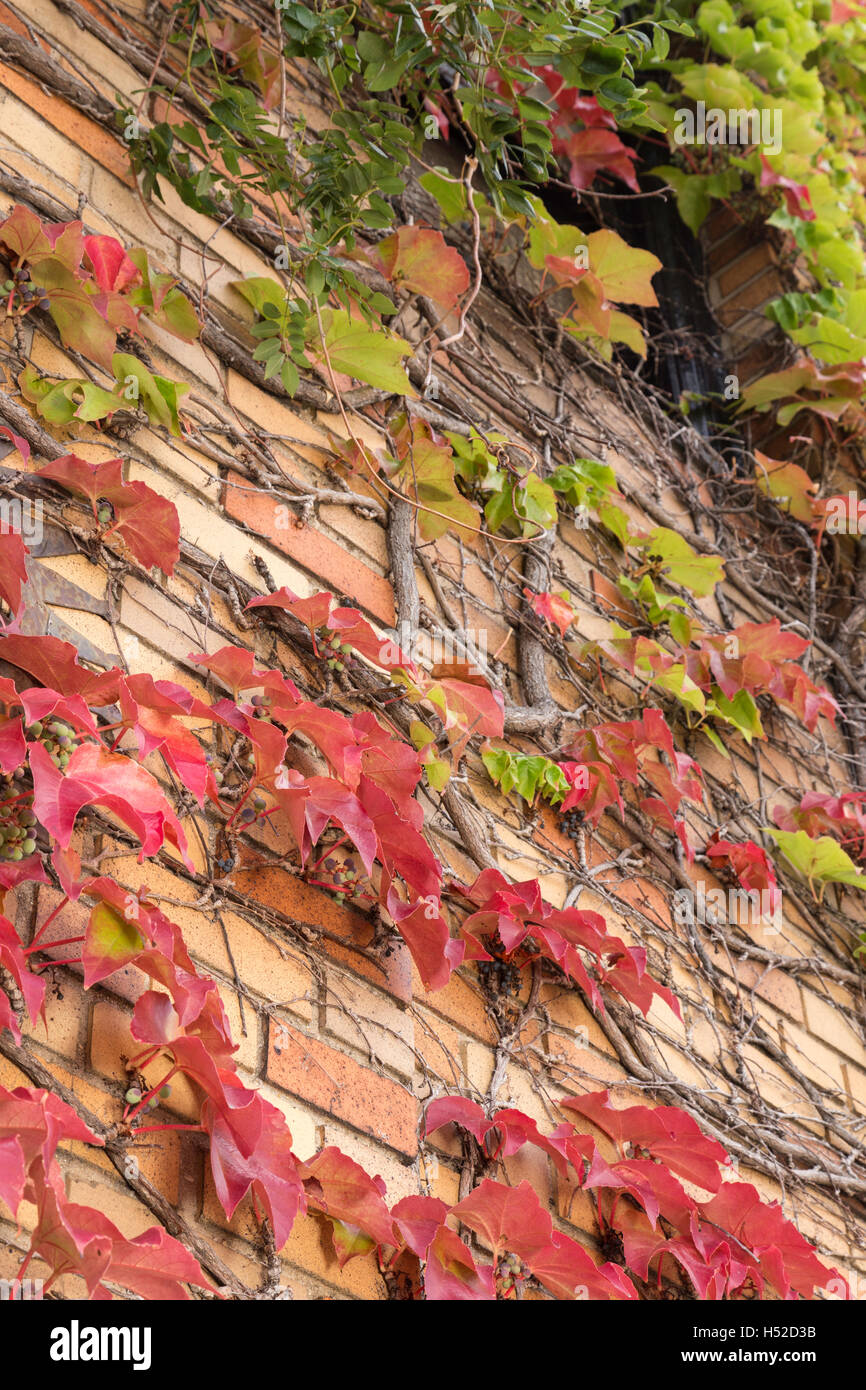 Ivy in Fall, USA Stock Photo Alamy