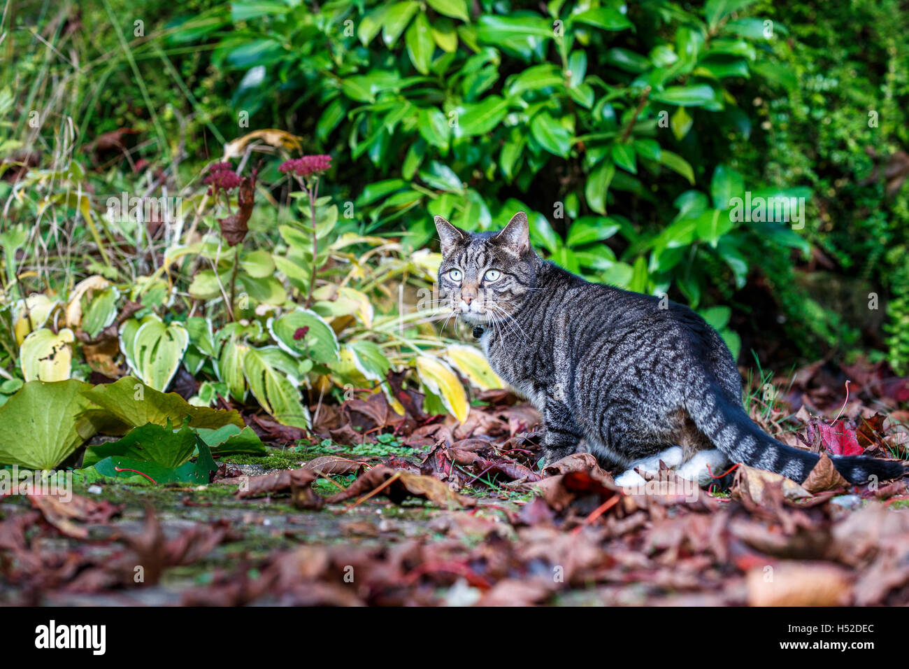 Grey Striped Tabby Cat With Light Green Eyes And White Socks - 