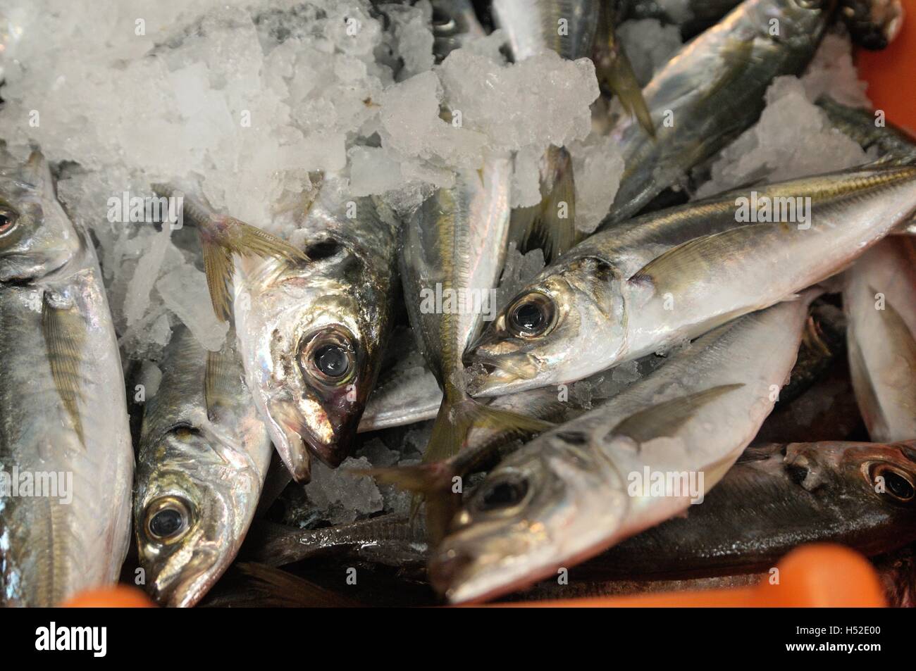 Fresh fish on Sale at the market Stock Photo Alamy