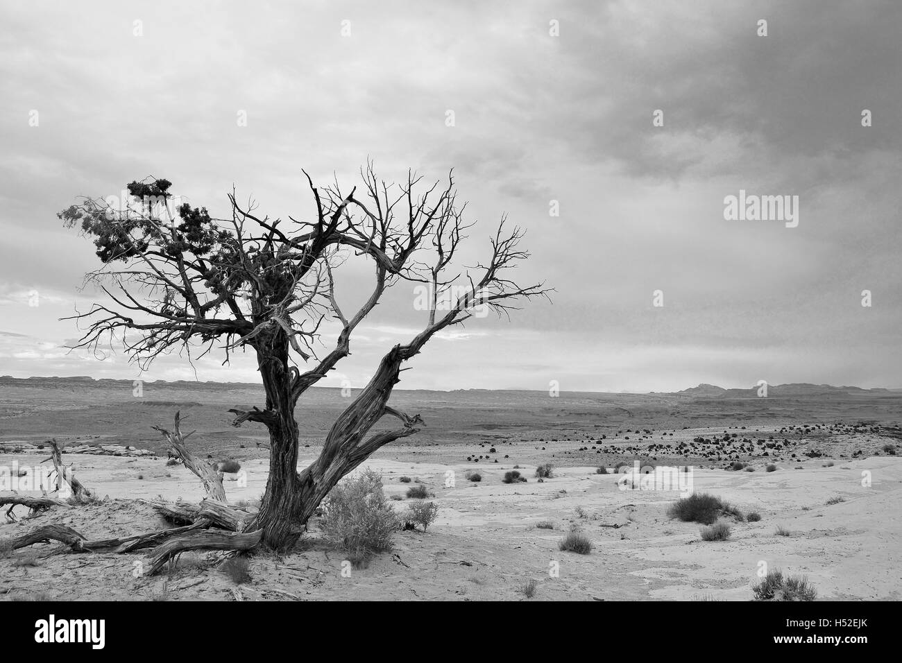 A lonely tree on colorado plateau Stock Photo
