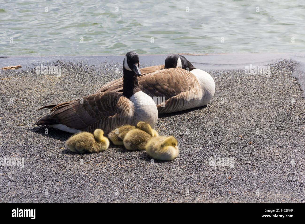 Family of Canada geese (Branta canadensis), two adult and four goslings, resting on the side of Fairhaven lake in Lytham. Stock Photo