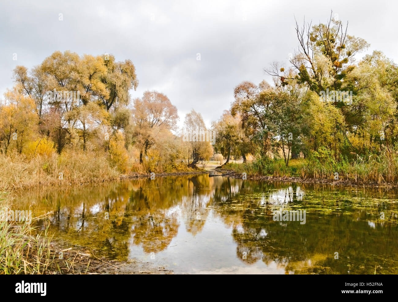 reflected in a forest lake autumn trees Stock Photo - Alamy