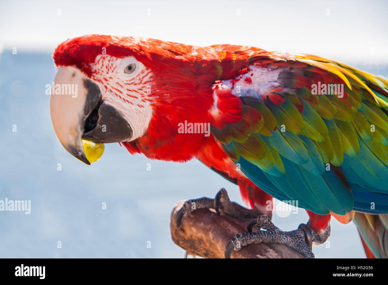 macaw parrot eating a grape Stock Photo Alamy