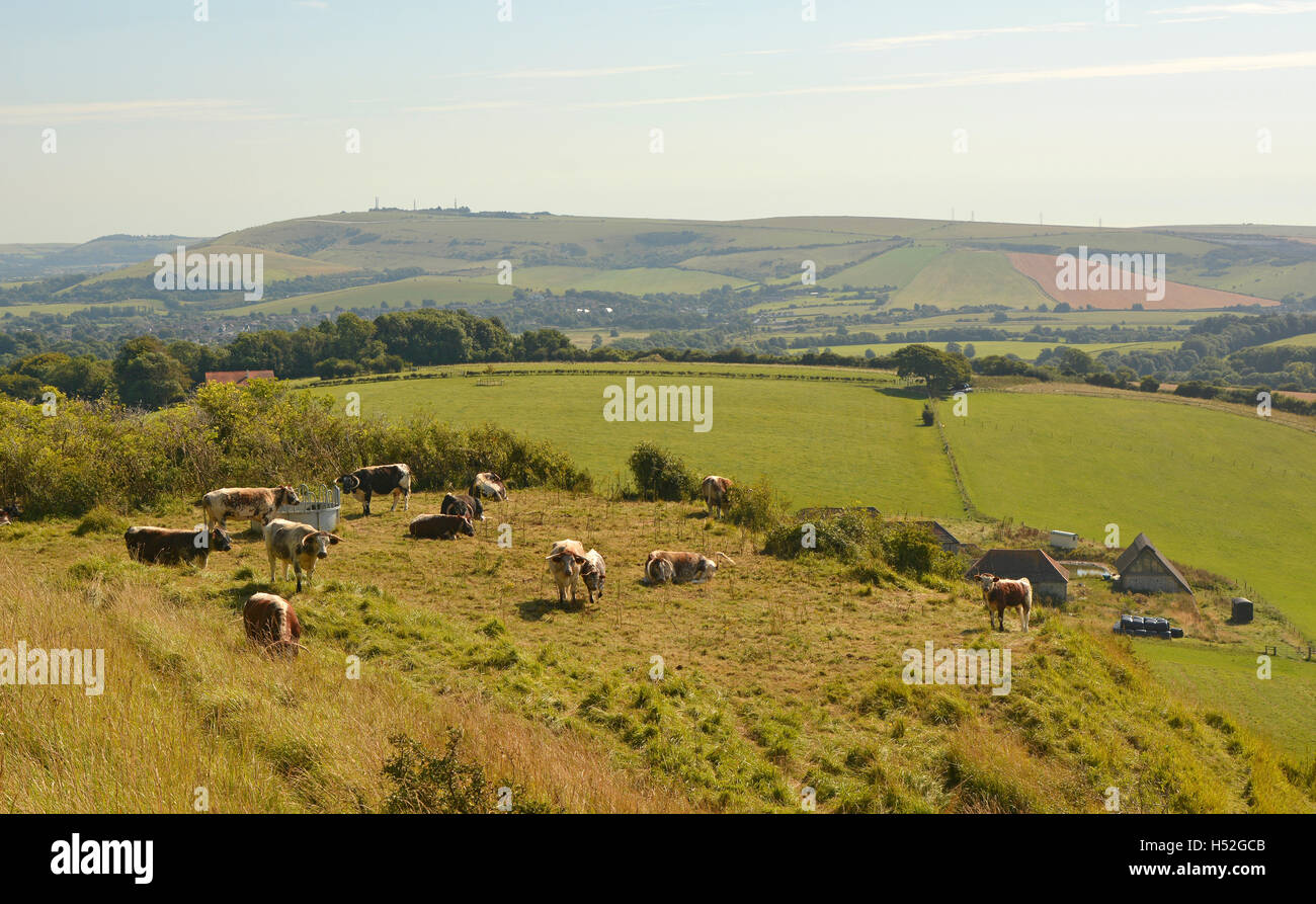 Cattle (English Longhorn) in countryside on the South Downs near