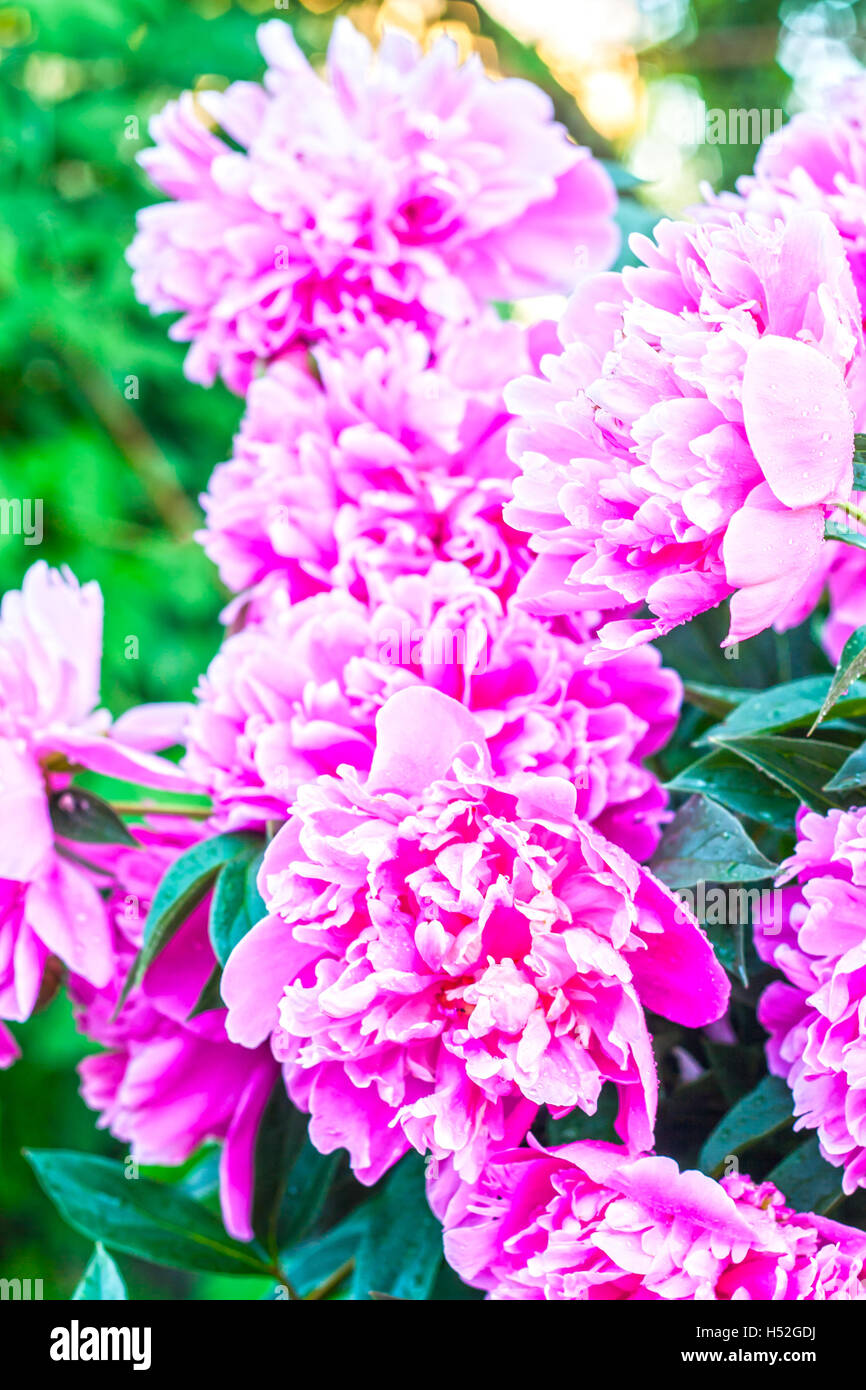 bush of blossoming pink peonies Stock Photo - Alamy