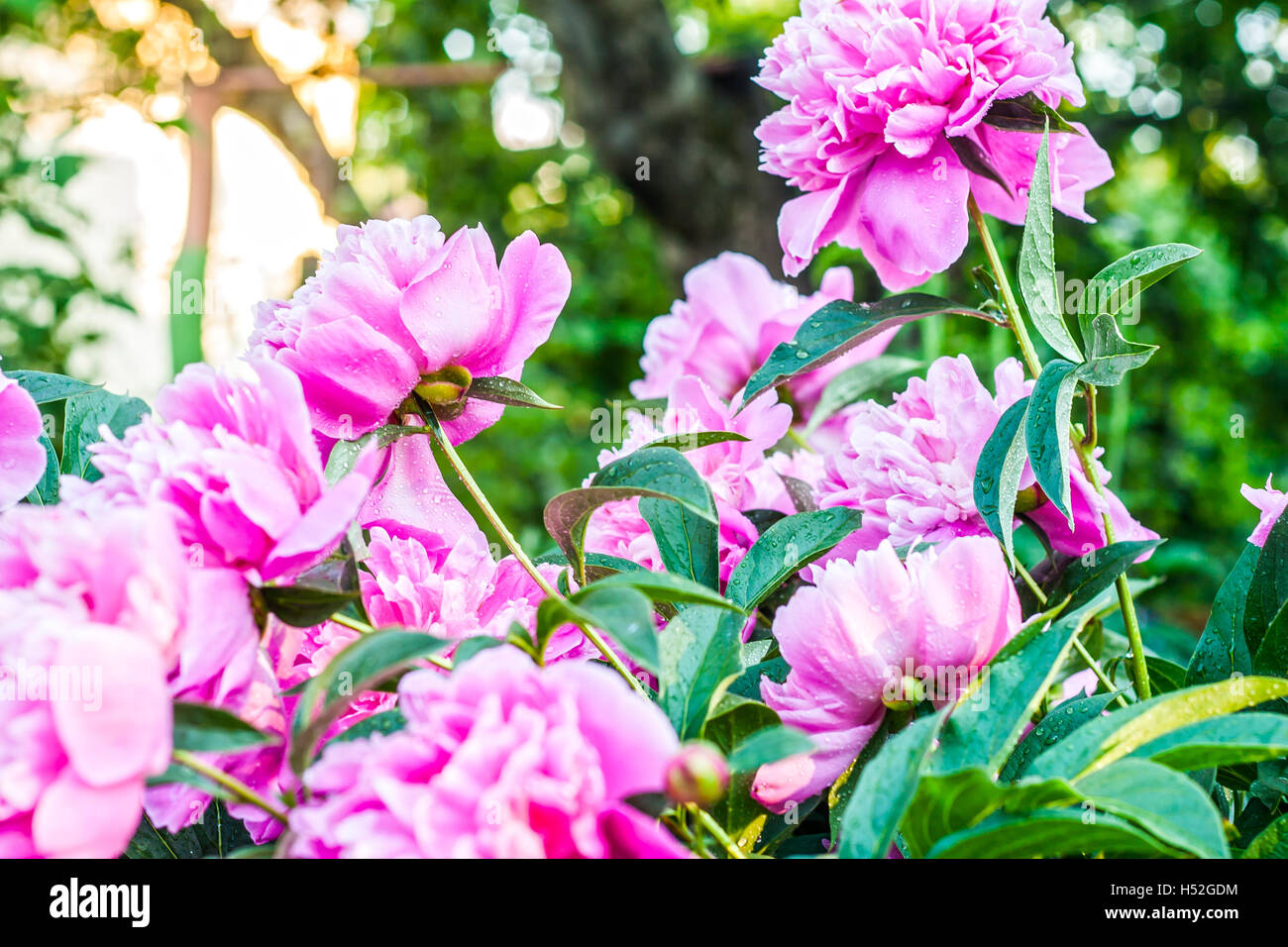 bush of blossoming pink peonies Stock Photo - Alamy