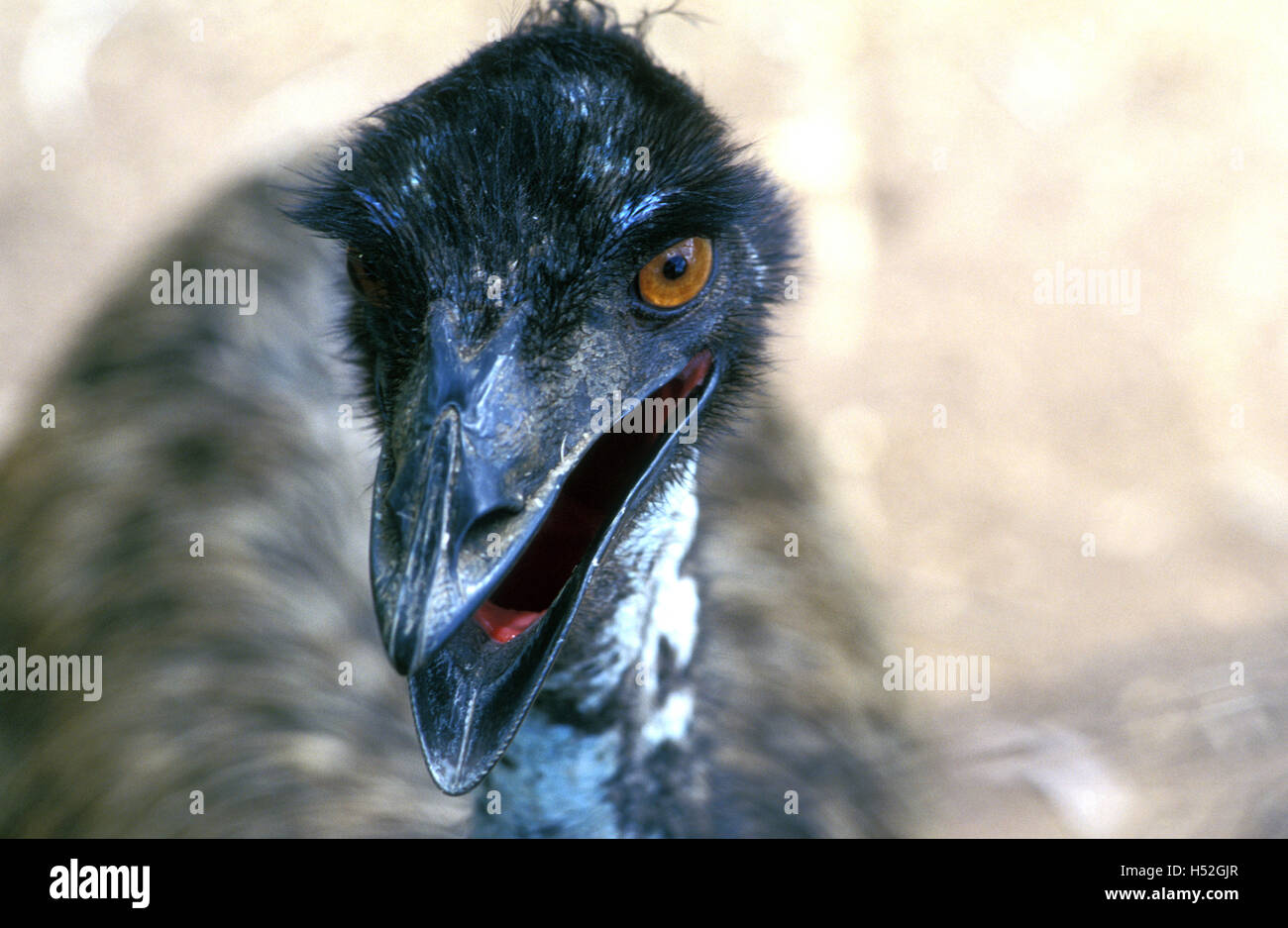 emu territory wildlife park northern territory australia Stock Photo ...