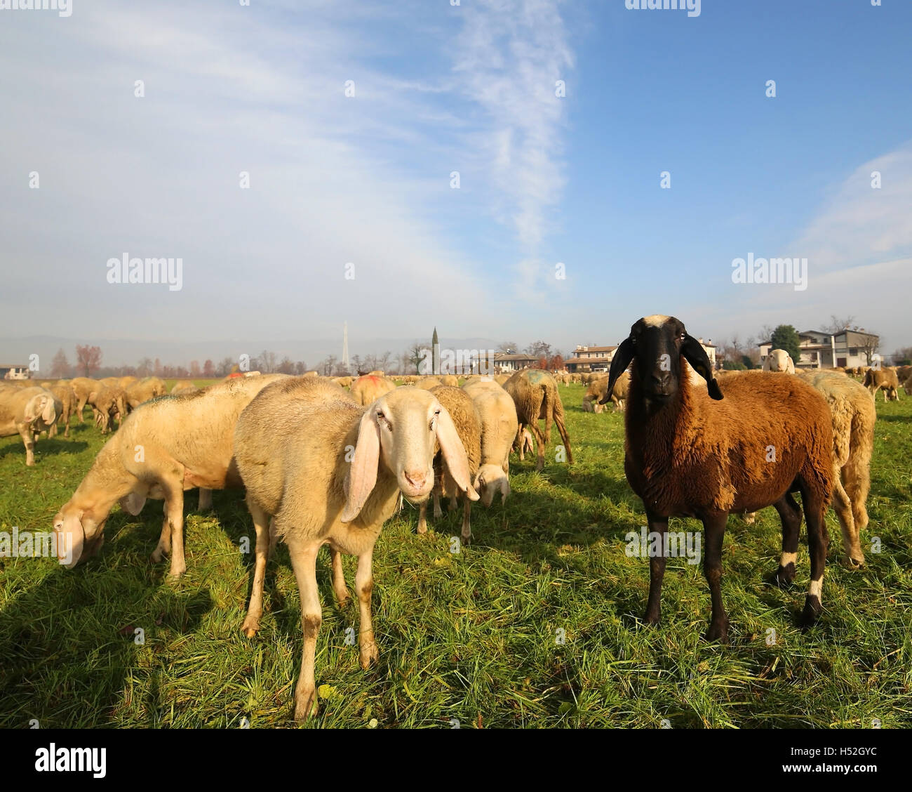 flock with many sheep grazing in the plain 4 Stock Photo - Alamy