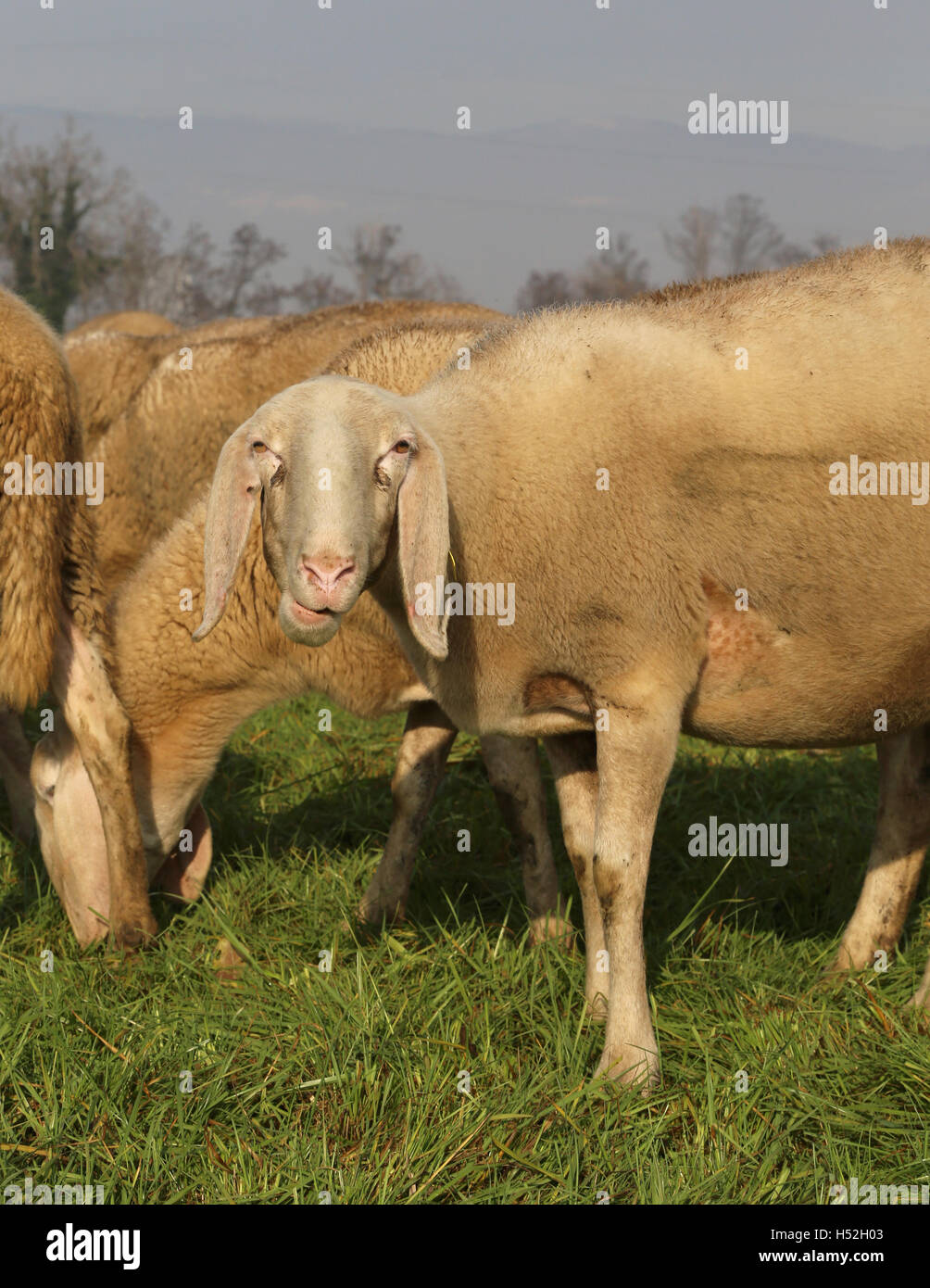 flock with many sheep grazing in the plain 11 Stock Photo - Alamy