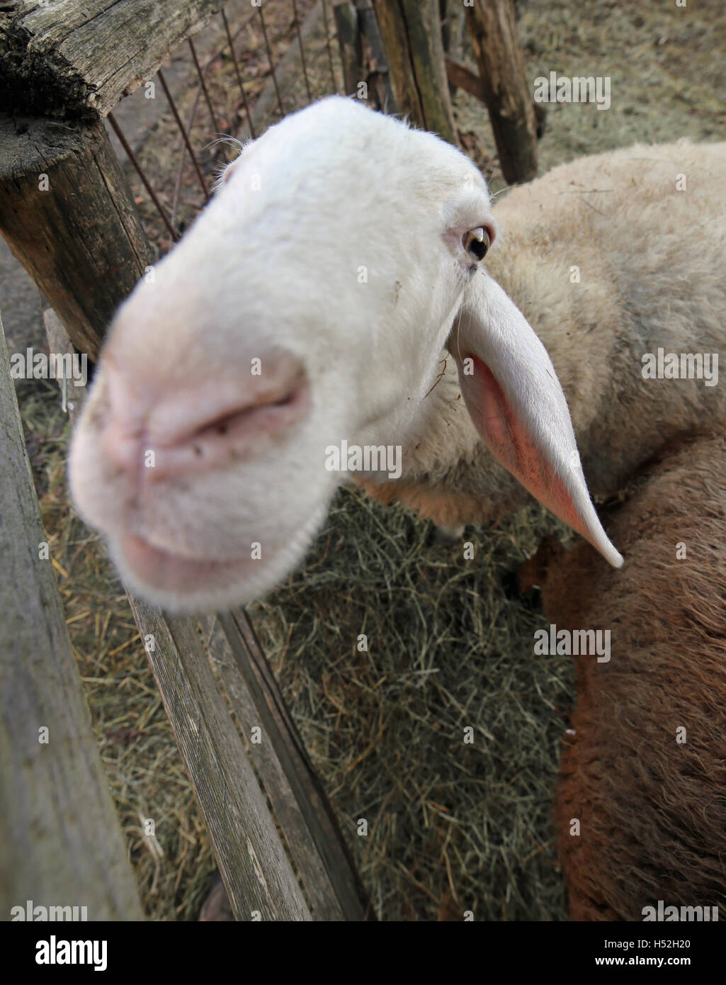 close muzzle of a sheep photographed with fisheye lens Stock Photo