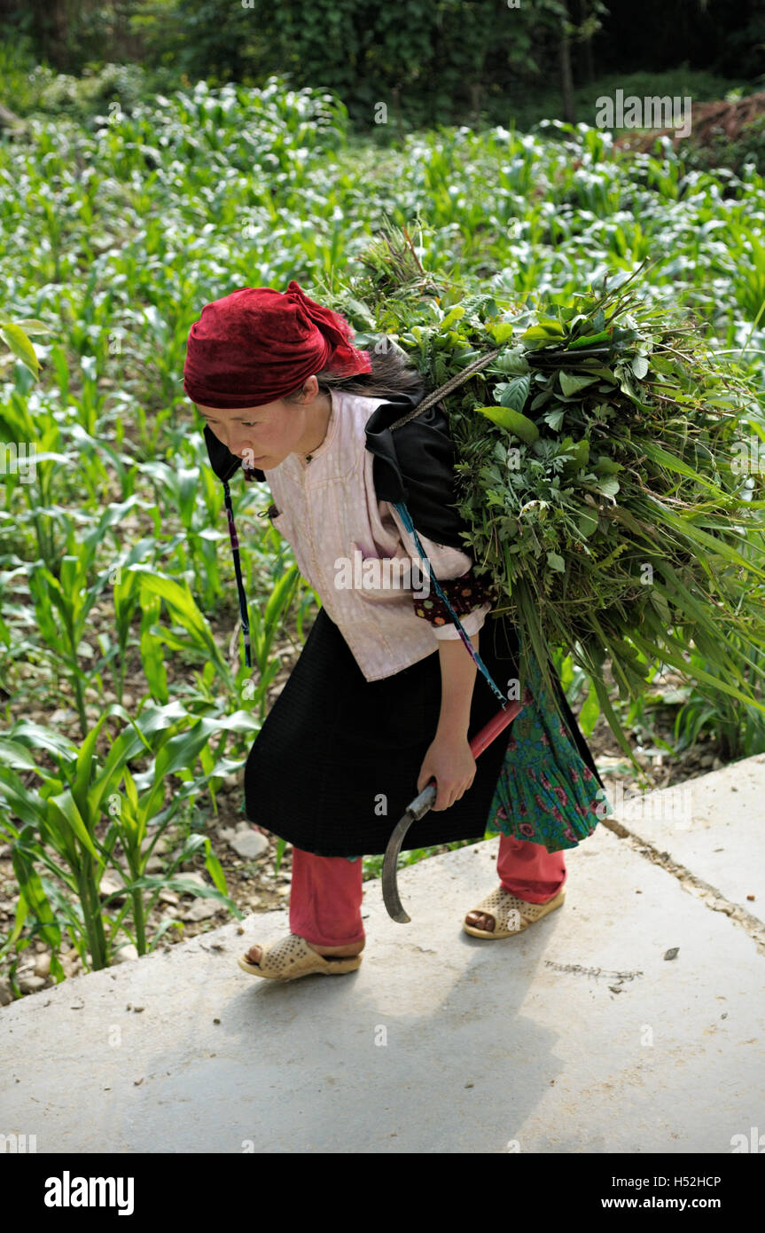 Young woman carrying cut grass hay in Ha Giang province, North Vietnam Stock Photo