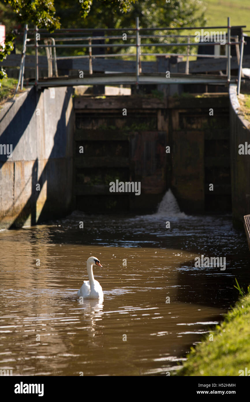 UK, England, Cheshire, Beeston Brook, solitary Mute swan on Shropshire Union Canal at Beeston Iron Lock Stock Photo