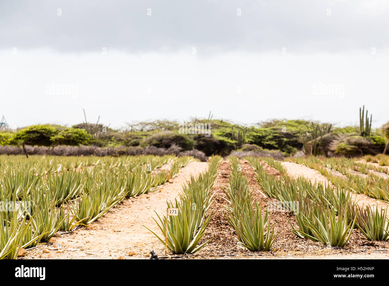 Aloe field in aruba hi-res stock photography and images - Alamy