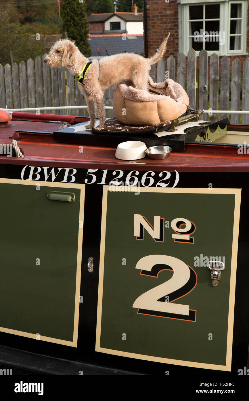 UK, England, Cheshire, Bunbury, Bedlington Terrier dog on roof of narrowboat on Shropshire Union Canal Stock Photo