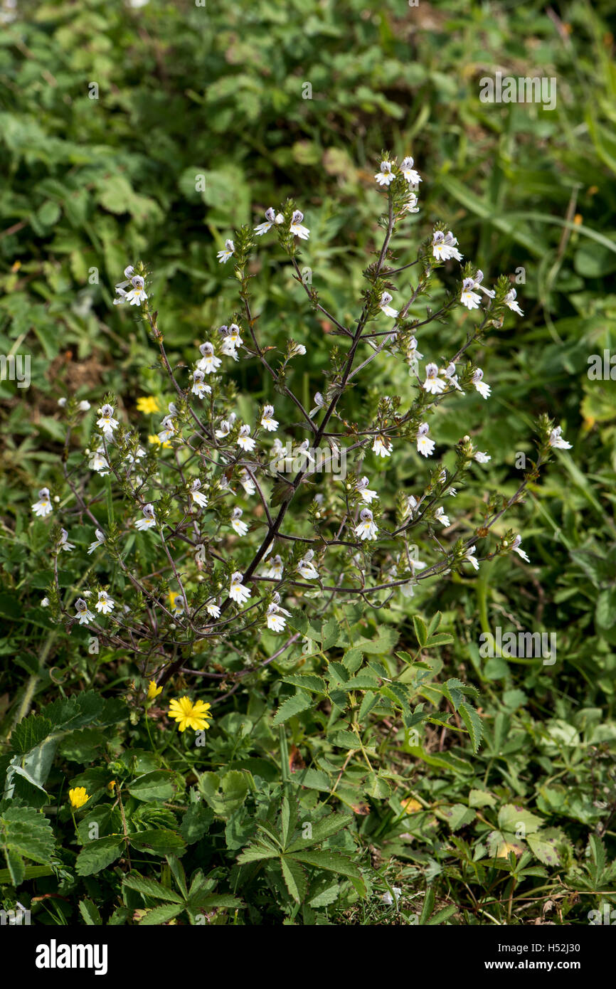 Euphrasia nemerosa, Eyebright, growing on chalk downland, Surrey, UK. July. Stock Photo