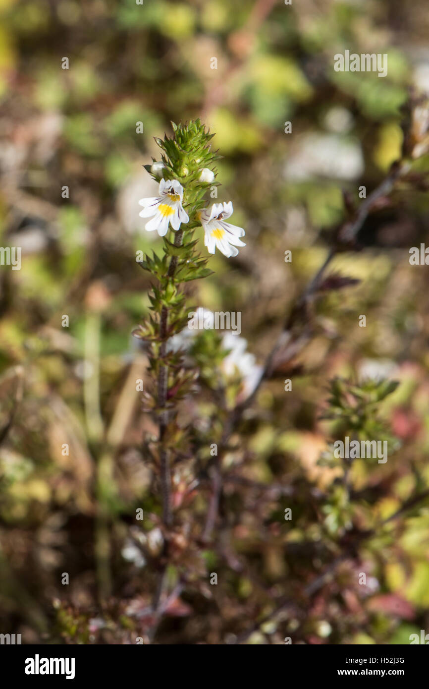 Euphrasia nemerosa, Eyebright, growing on chalk downland, Surrey, UK. July. Stock Photo