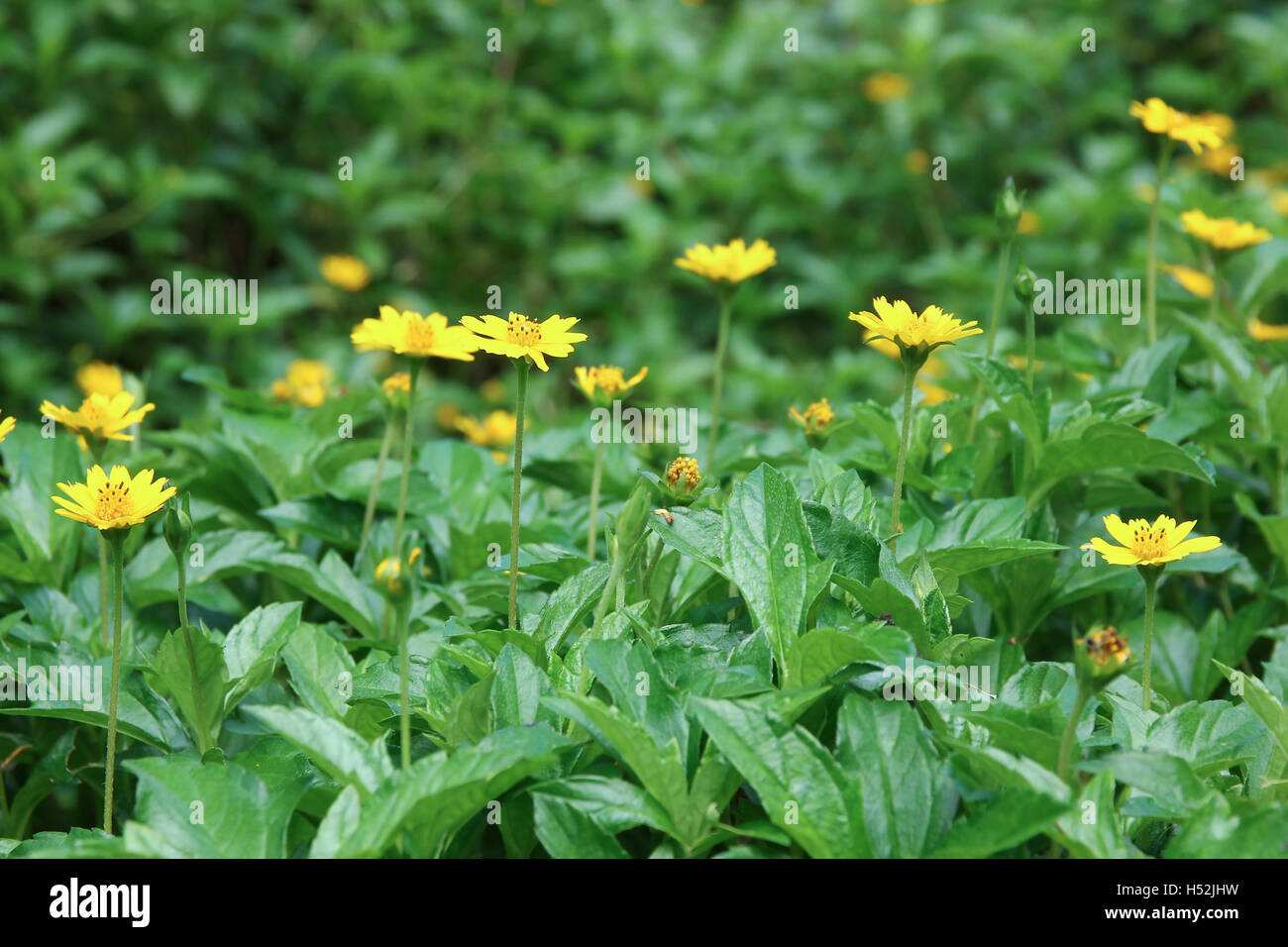 Closeup Yellow Singapore daisy flower Stock Photo