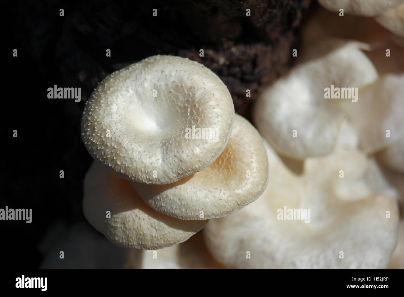 white mushrooms growing on dead wood Stock Photo - Alamy