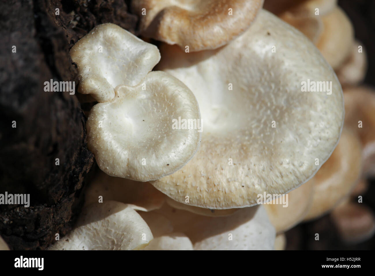 white mushrooms growing on dead wood Stock Photo - Alamy