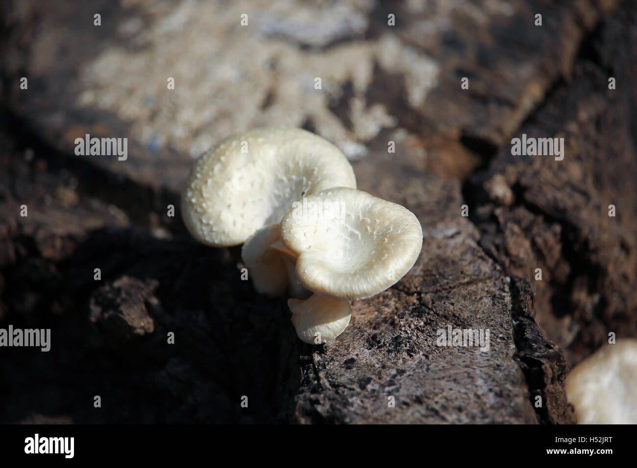 white mushrooms growing on dead wood Stock Photo - Alamy