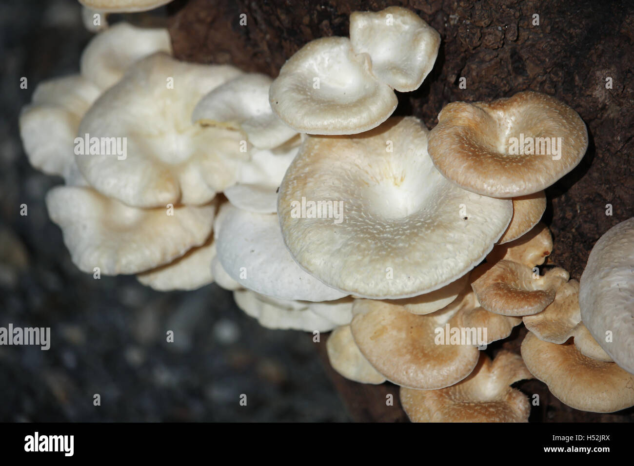 white mushrooms growing on dead wood Stock Photo - Alamy