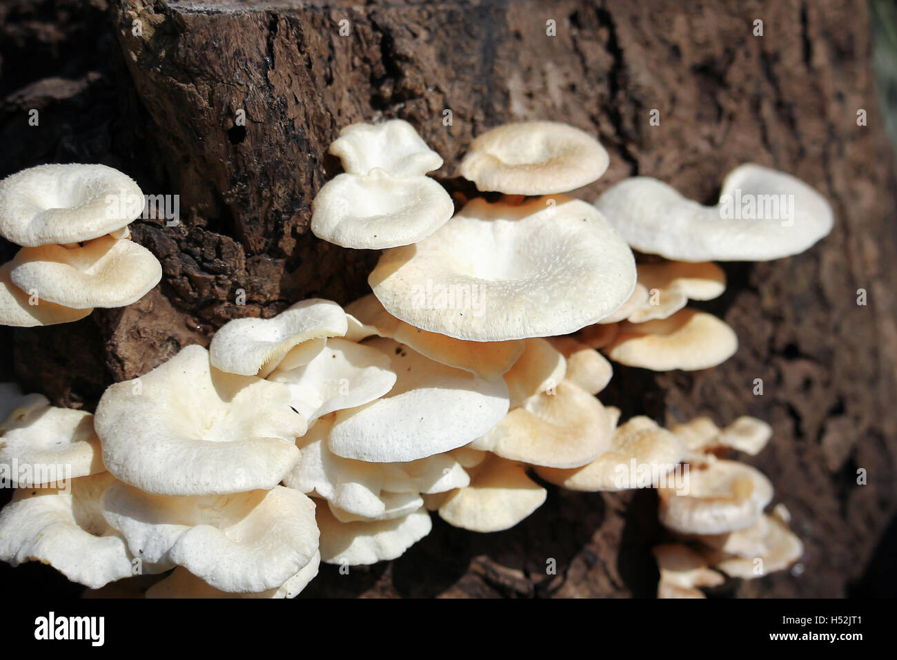 white mushrooms growing on dead wood Stock Photo - Alamy
