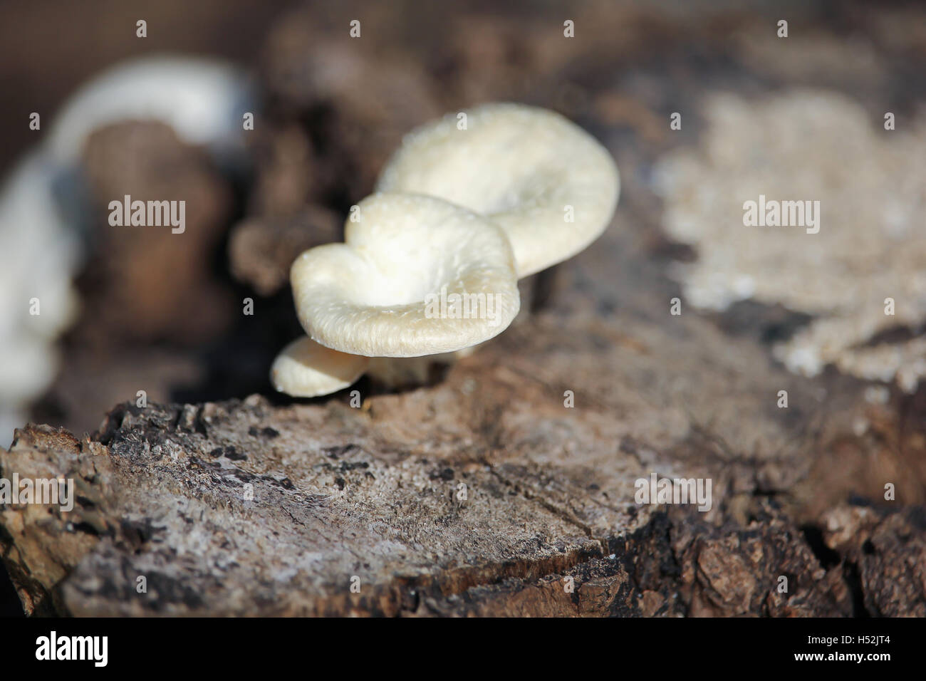 white mushrooms growing on dead wood Stock Photo - Alamy