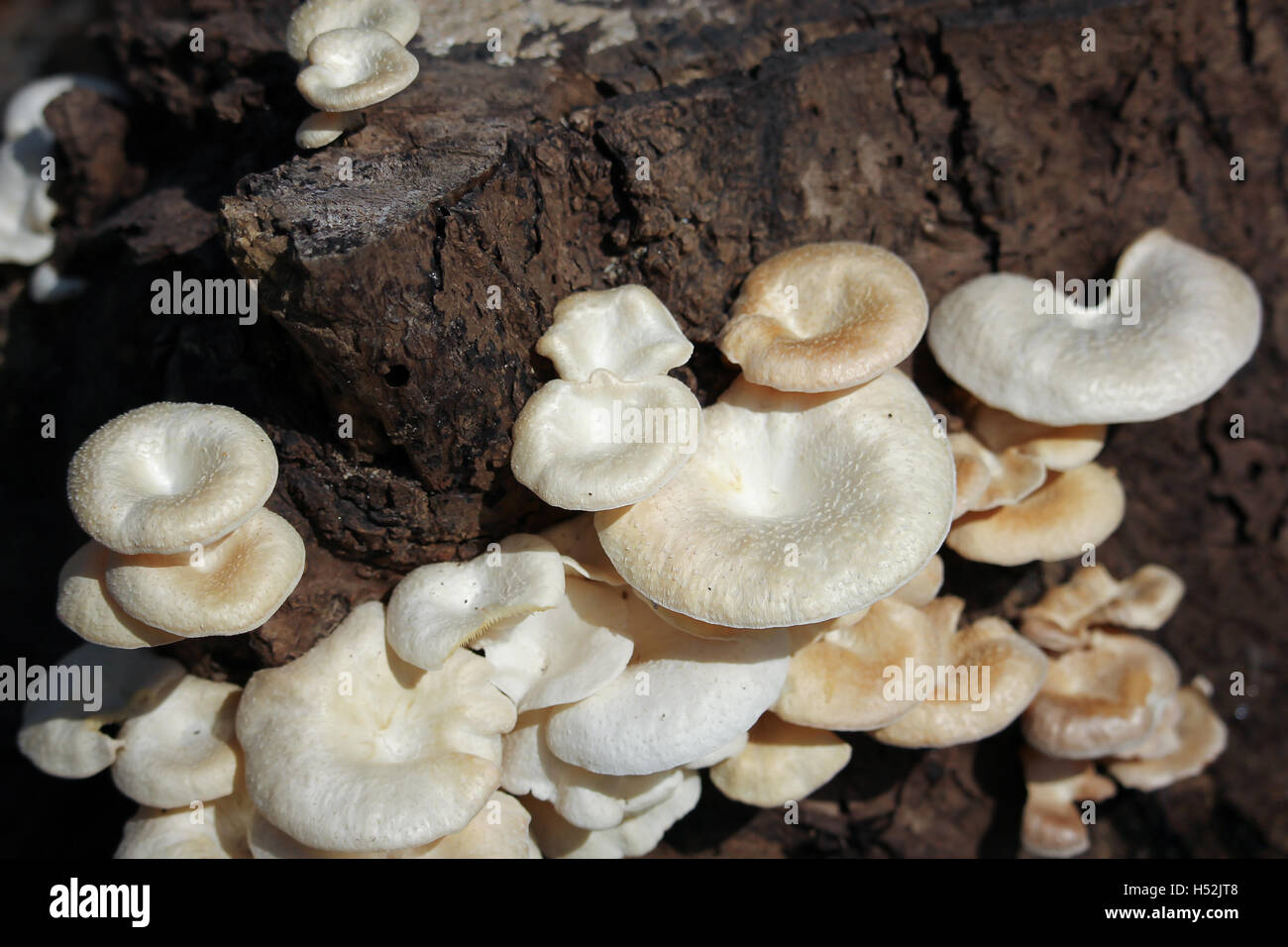 white mushrooms growing on dead wood Stock Photo - Alamy