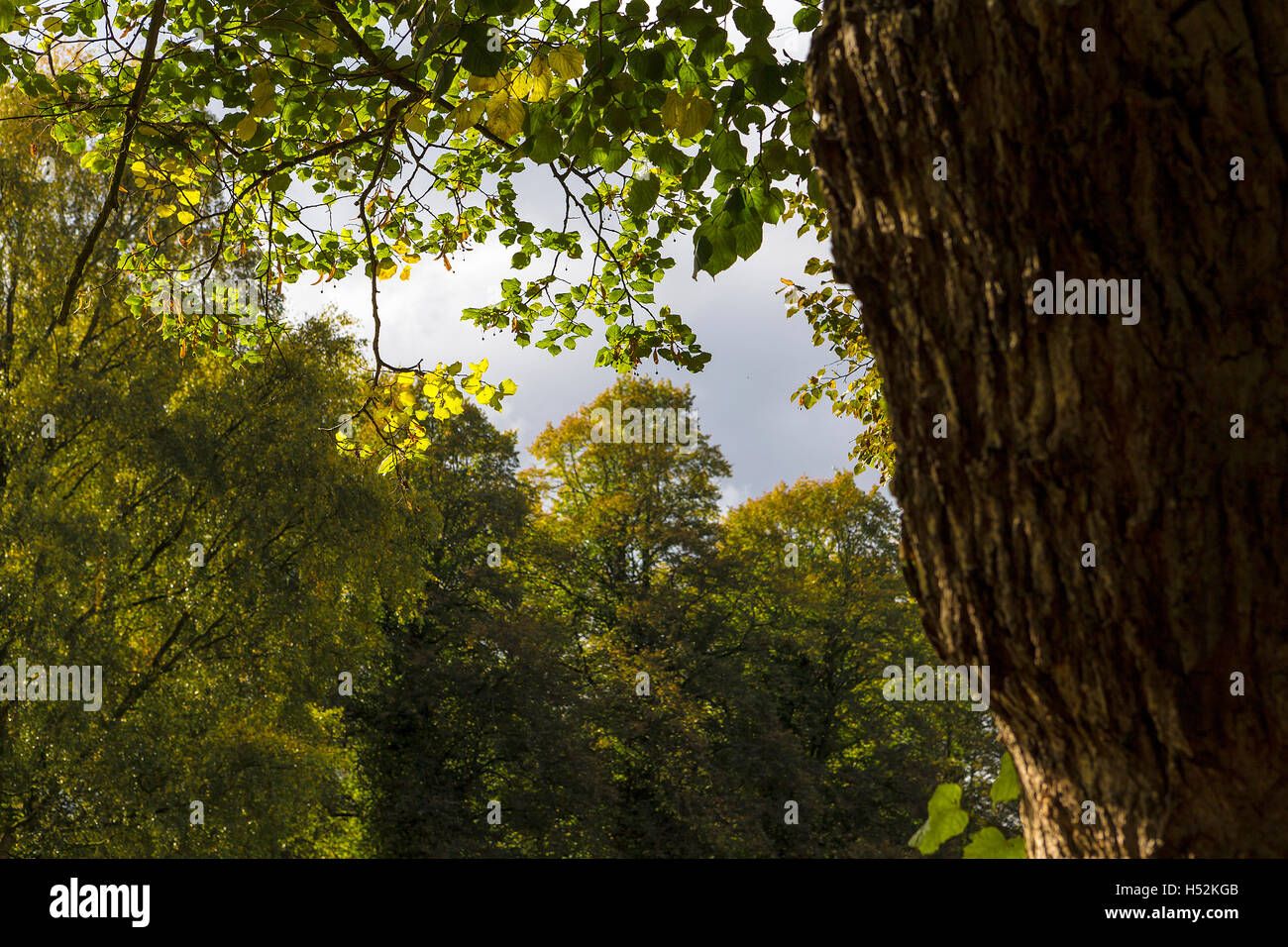 Lime tree leaves viewed against the sun at Marbury Park, Comberbach