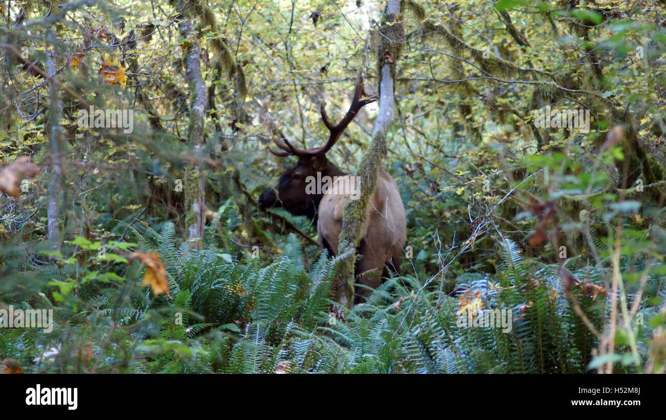 Hoh Rain Forest, Olympic National Park, WASHINGTON USA - October 2014: Roosevelt Elk in the mossy trees Stock Photo