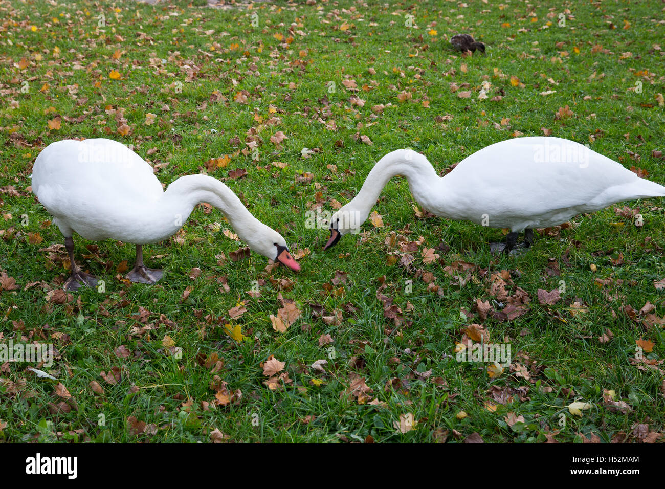 Pair of swans nibbling grass. Walking on and eat. White bird Stock Photo