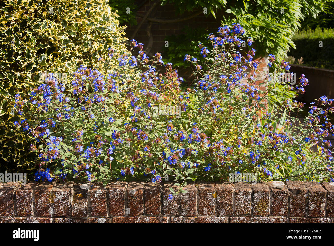 Roadside view of a small front cottage garden showing wall, ilex and ceratostigma in flower Stock Photo