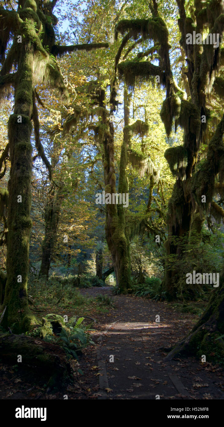 Hoh Rain Forest, Olympic National Park, WASHINGTON USA - October 2014: The Epic Hall Of Mosses Trail. Trees covered in moss in a temperate. Stock Photo