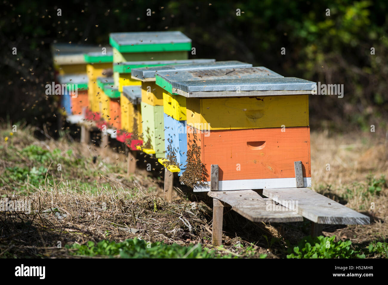 Bee boxes, Patagonia, Chile. Cajas de abejas, Patagonia, Chile Stock Photo