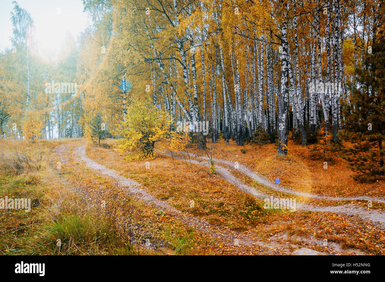 Golden autumn in the month of October in a beautiful forest Stock Photo ...