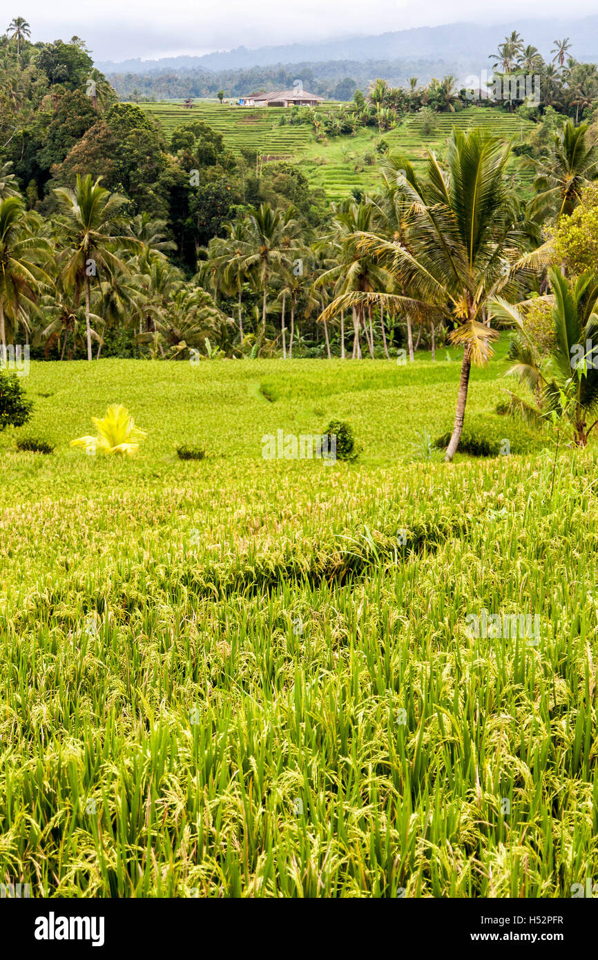 Bali rice terrace Stock Photo